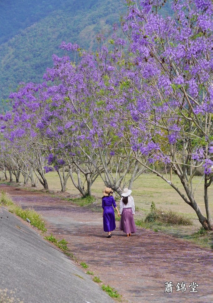 國道尾端停車場,埔里內埔飛場,埔里花旗木