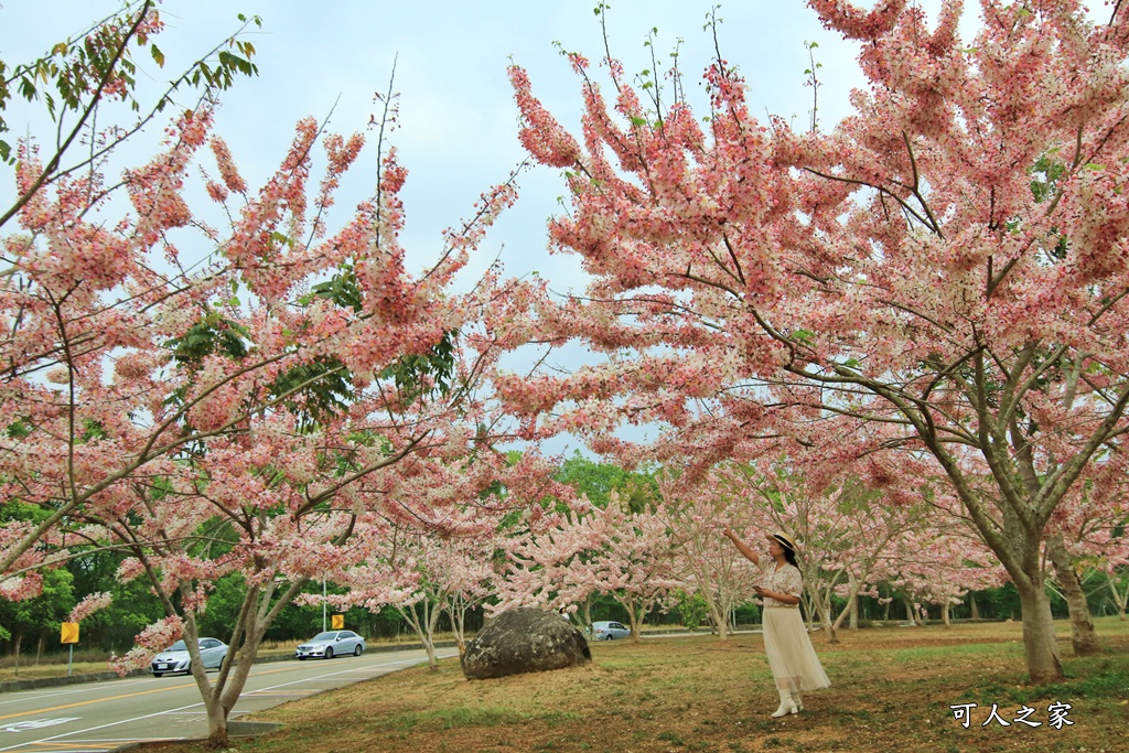 南投暨南大學花旗木