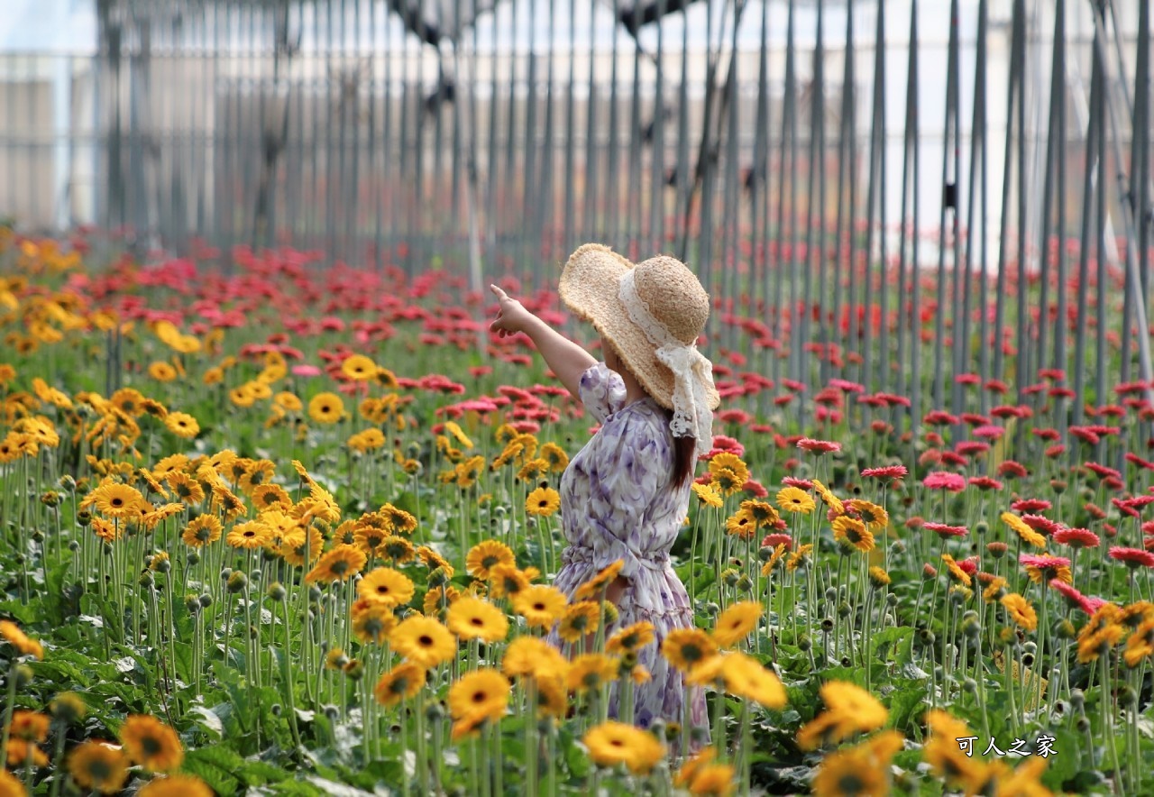 彰化董家花田