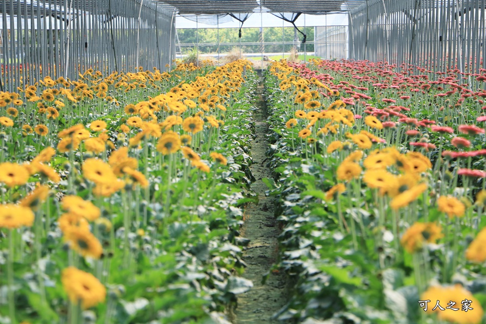 彰化董家花田