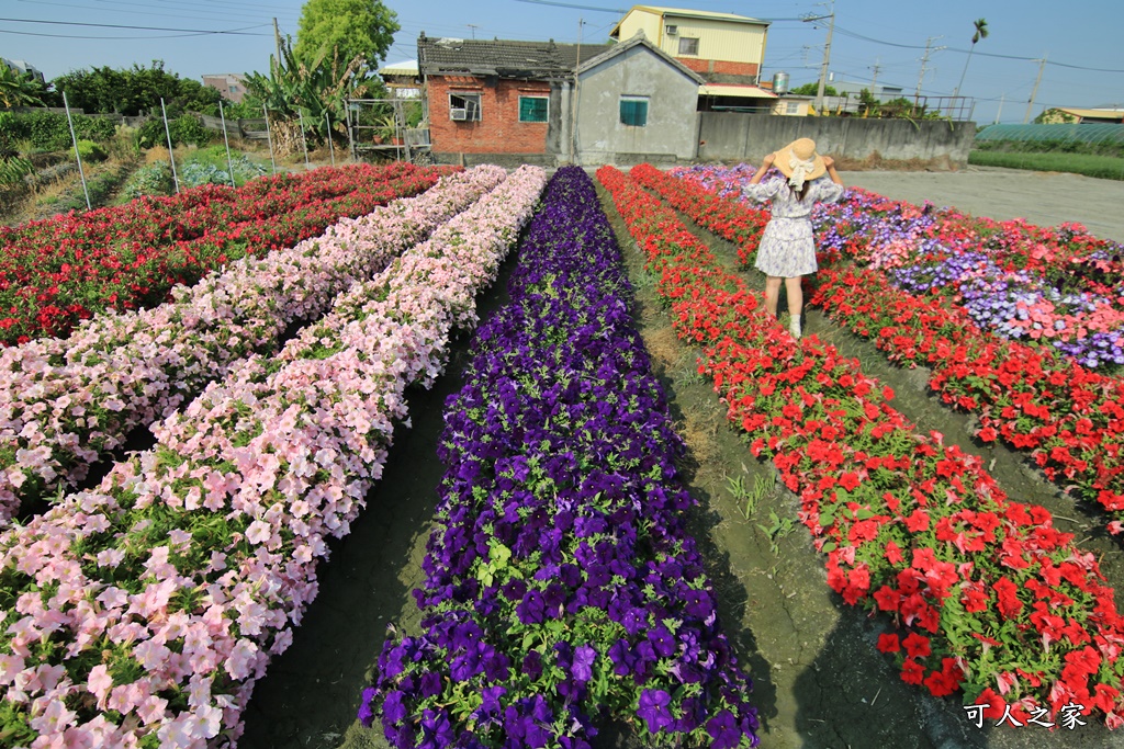 彰化董家花田