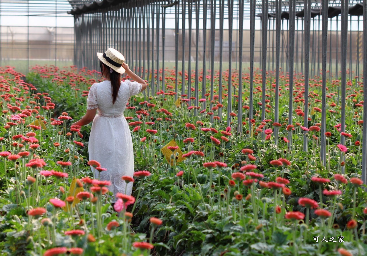 彰化董家花田