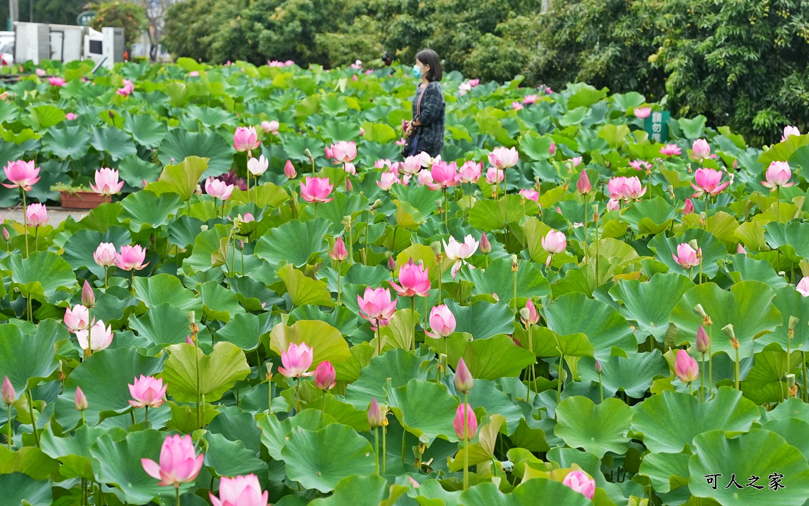 2021中興新村荷花