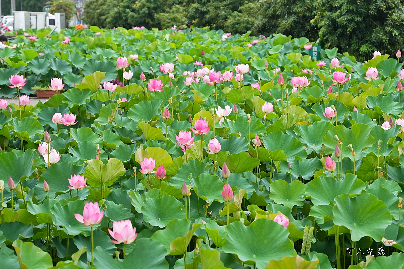 2021中興新村荷花