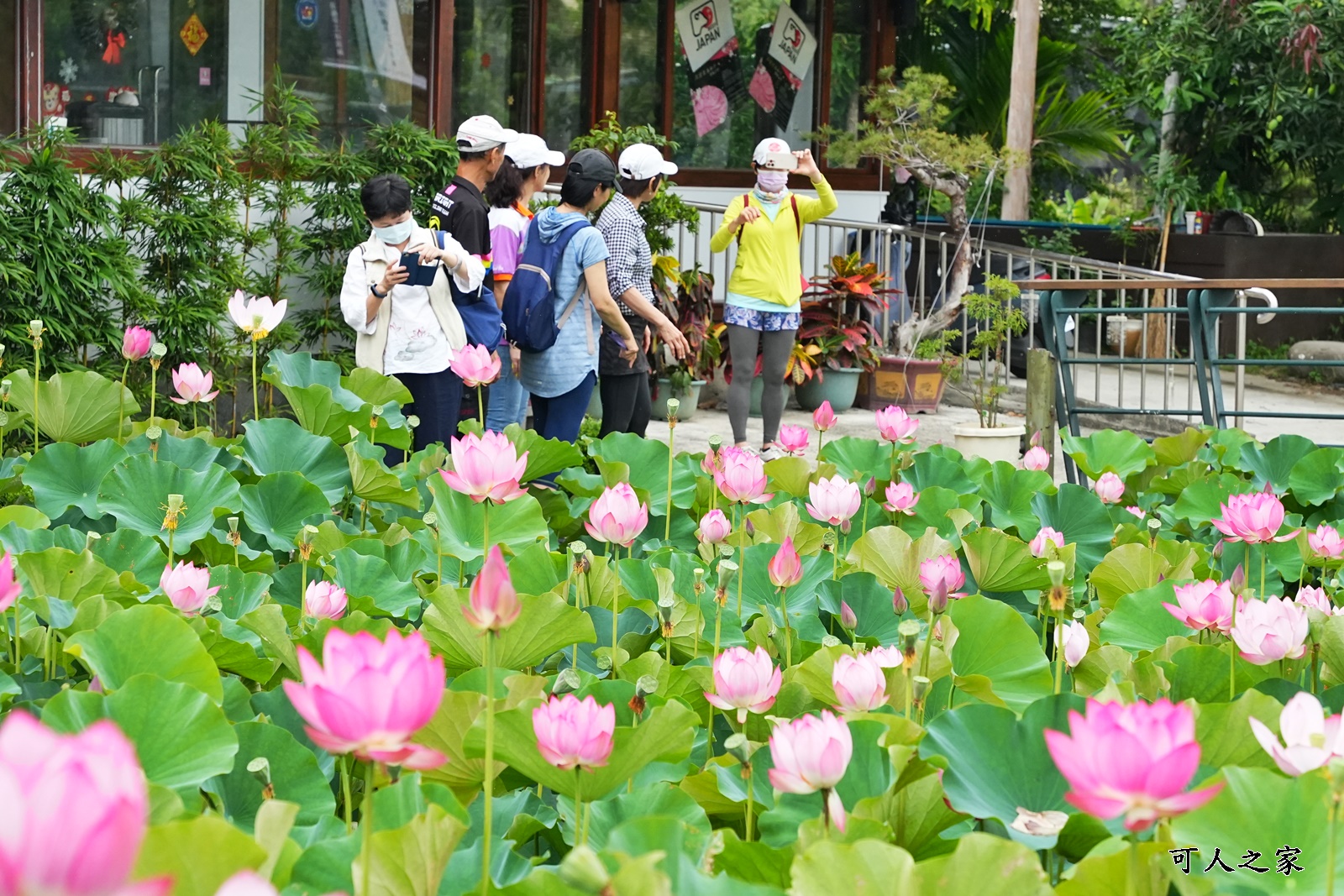 2021中興新村荷花