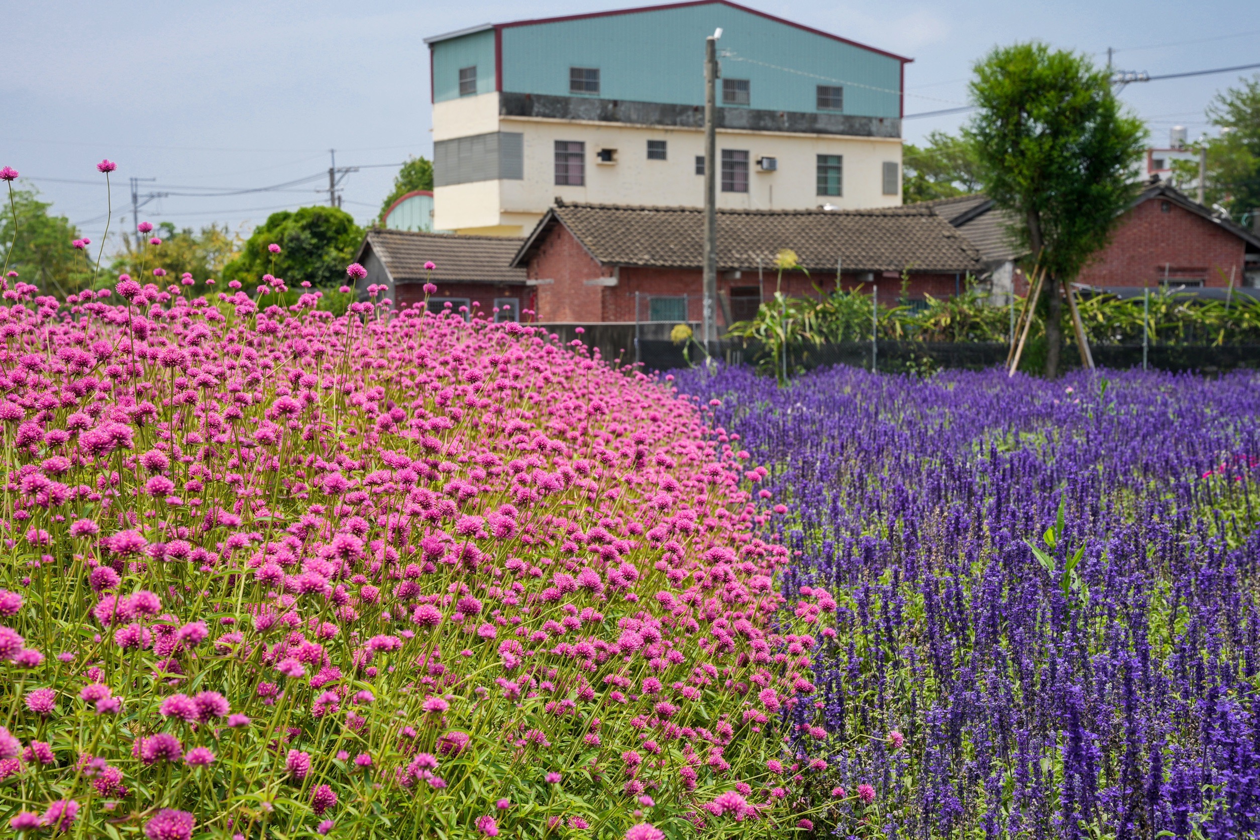 彰化董家花田