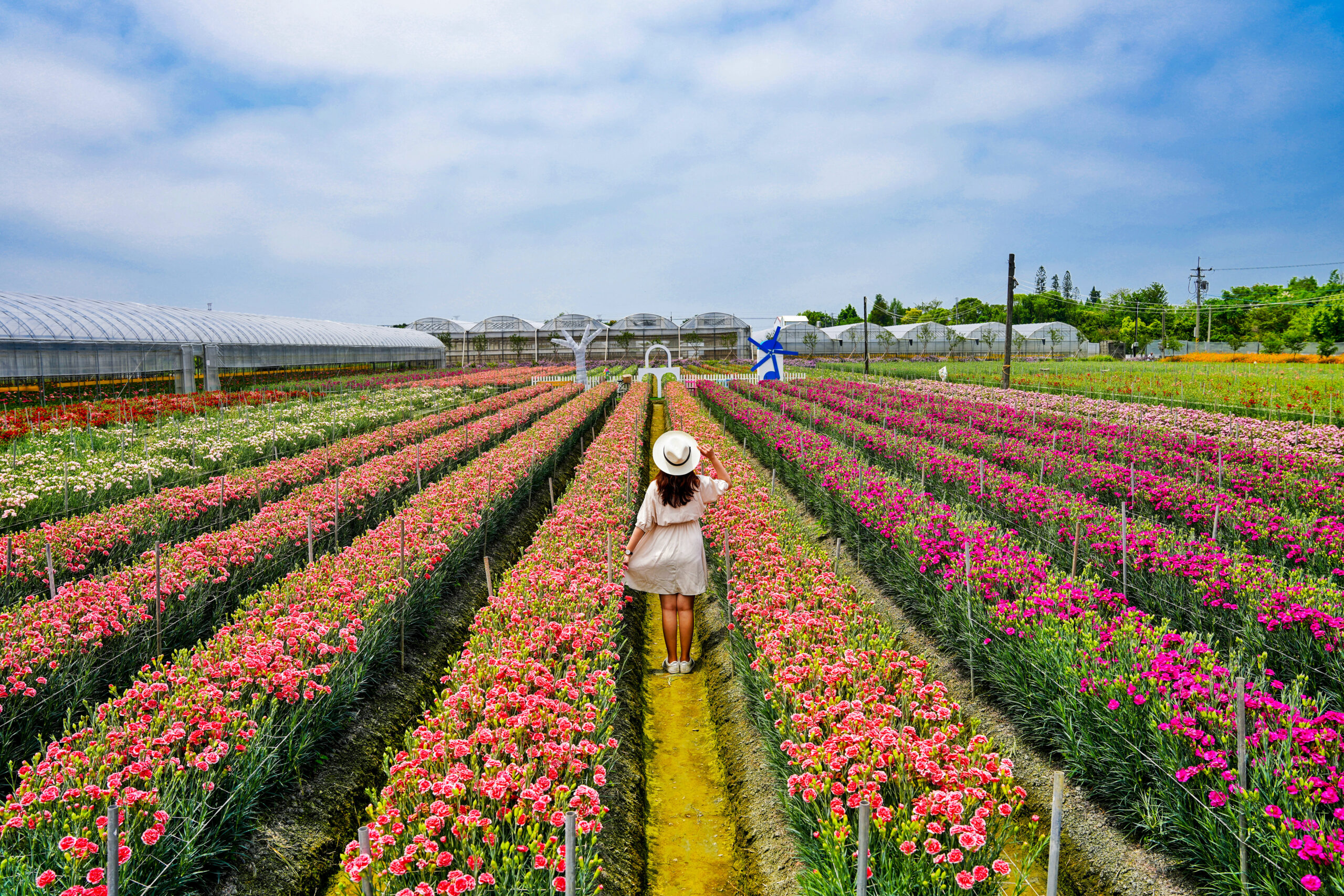 彰化董家花田