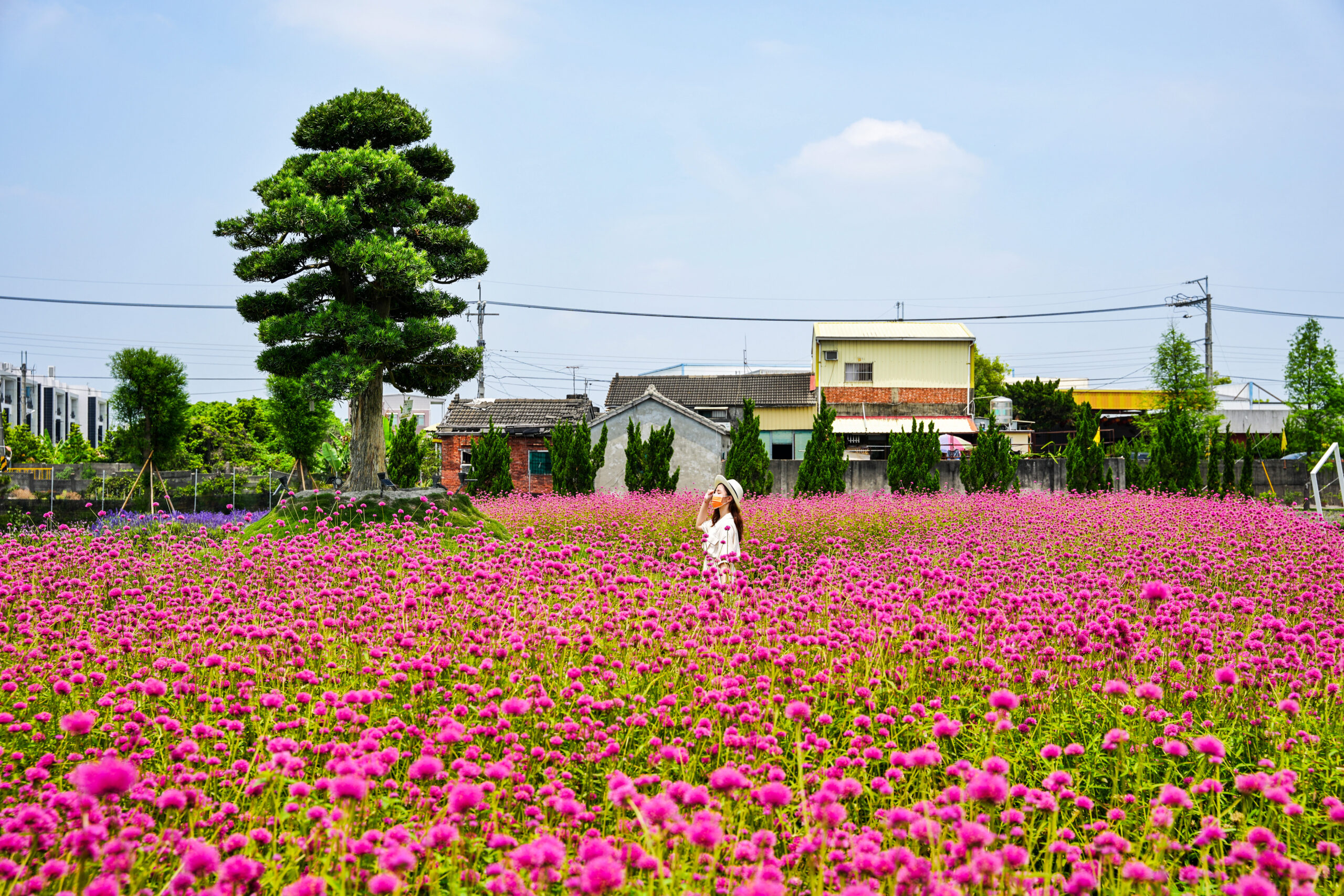 彰化董家花田