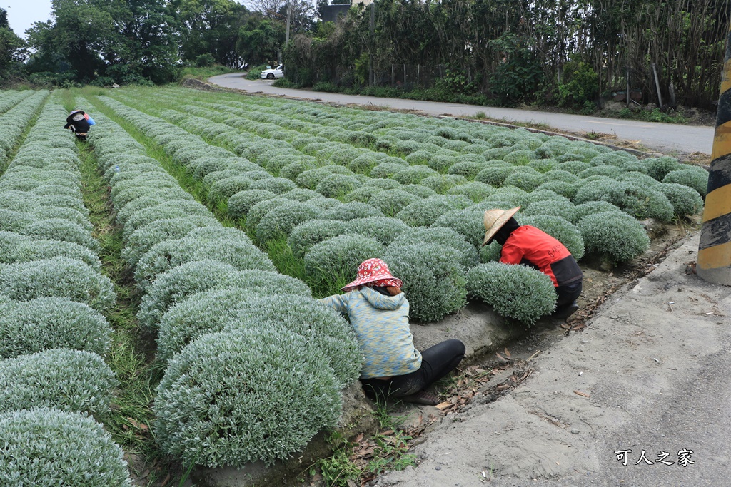 虎尾波波草秘境