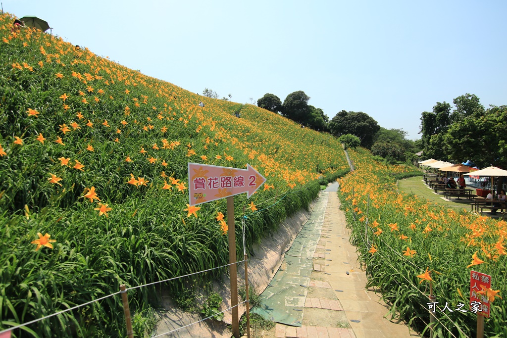 虎山巖金針花