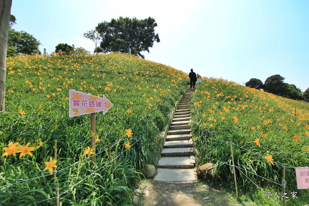 虎山巖金針花