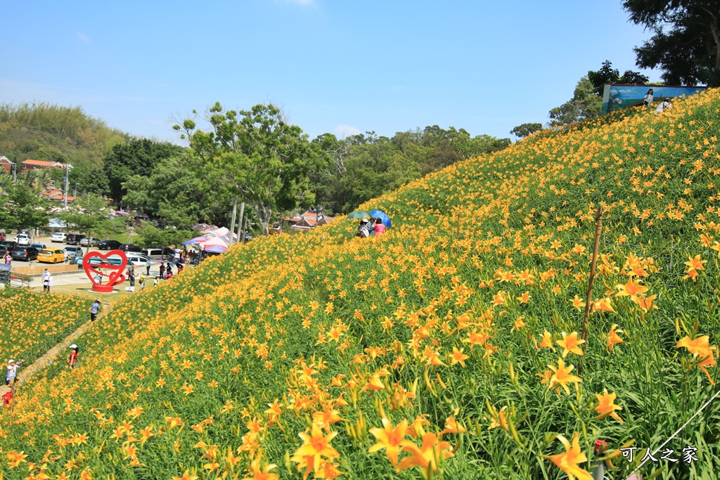 虎山巖金針花