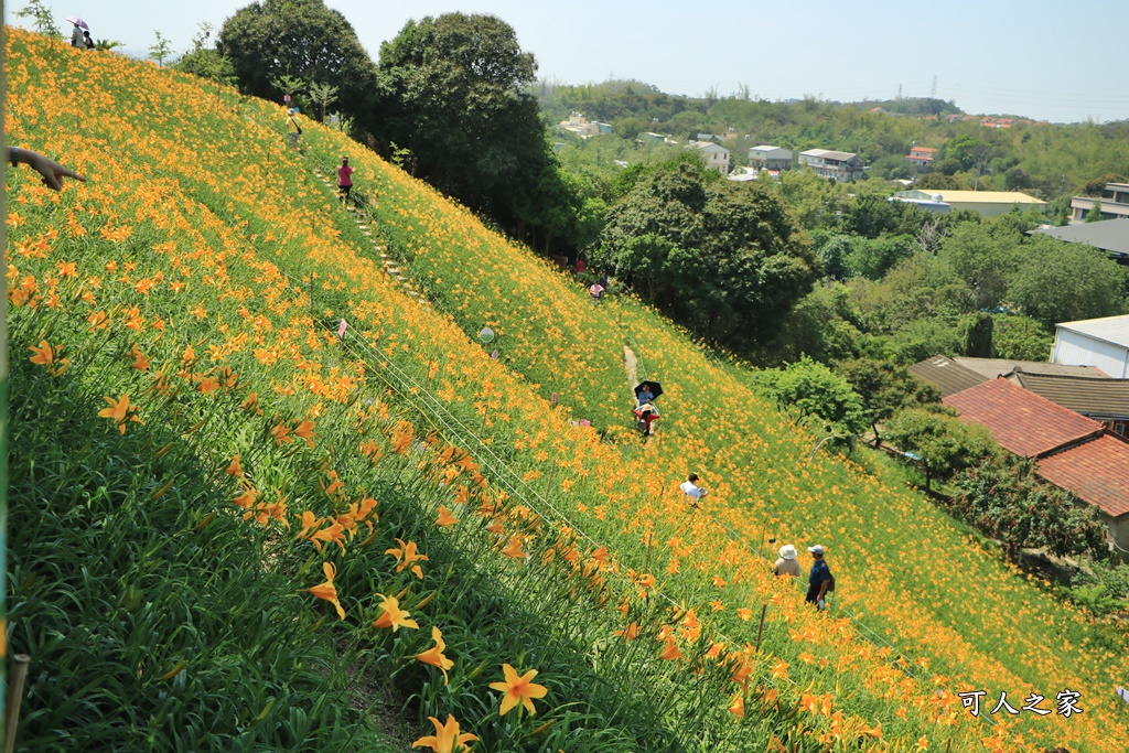 虎山巖金針花