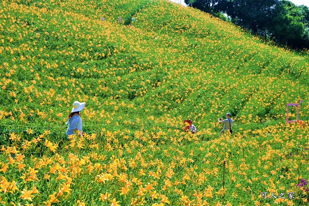 虎山巖金針花