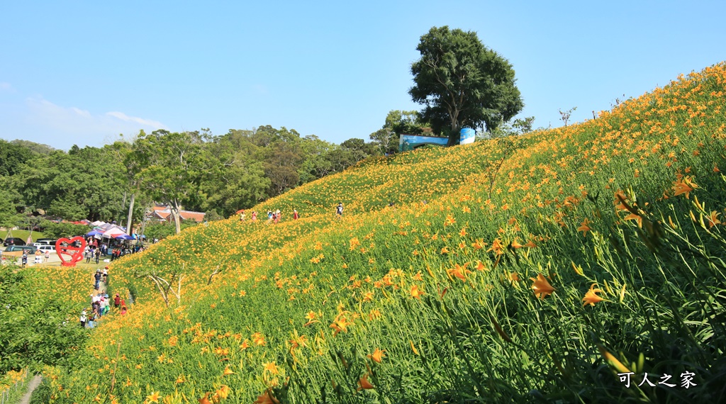 虎山巖金針花