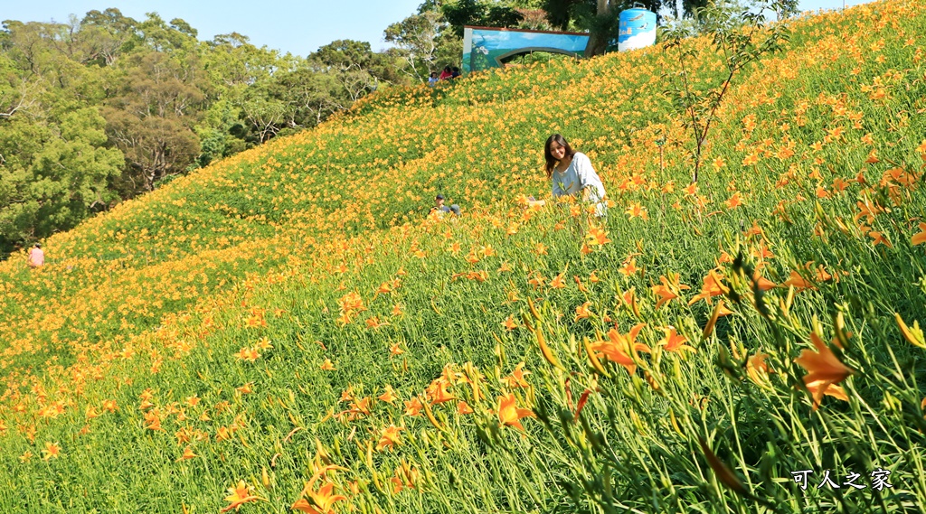 虎山巖金針花