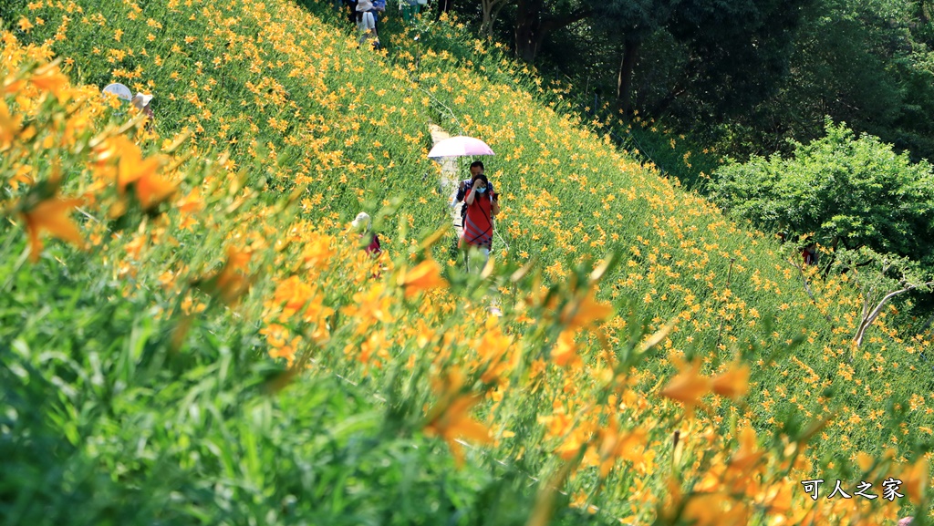 虎山巖金針花