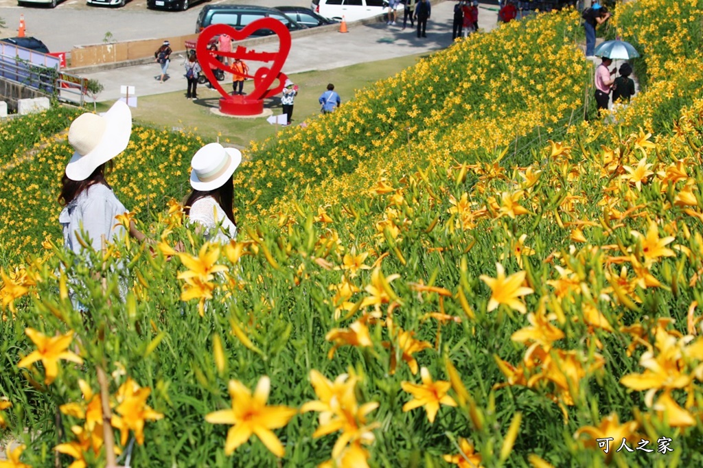 虎山巖金針花