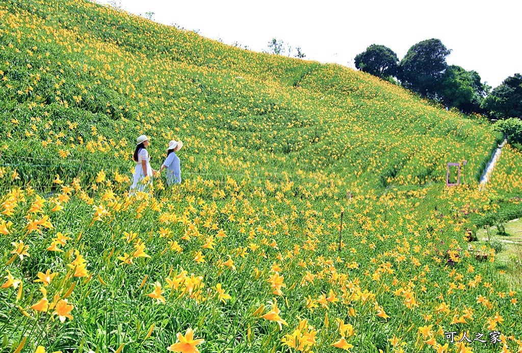 虎山巖金針花