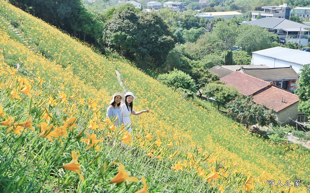 虎山巖金針花