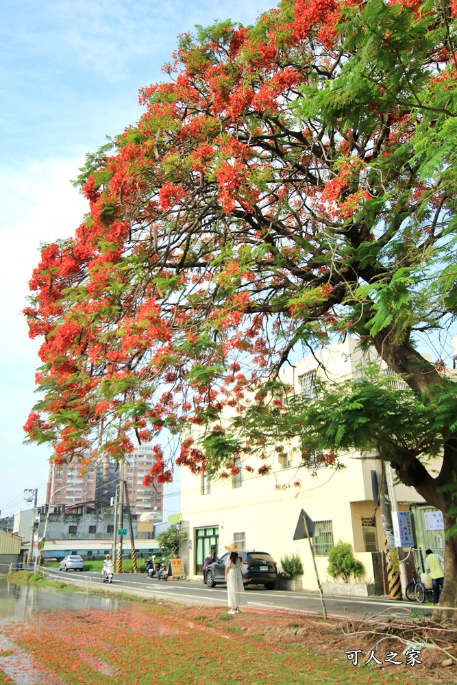 北斗鳳凰花