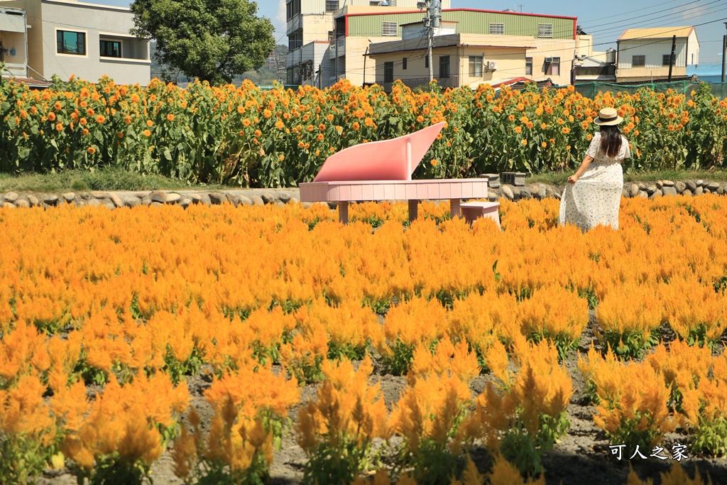 中社觀光花市