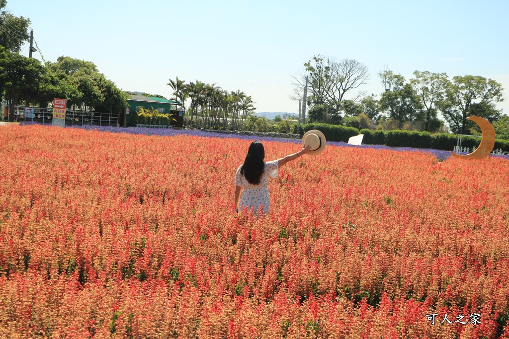 中社觀光花市