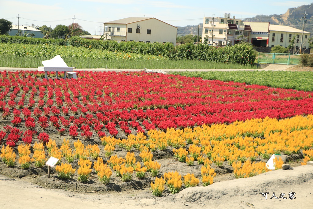 中社觀光花市