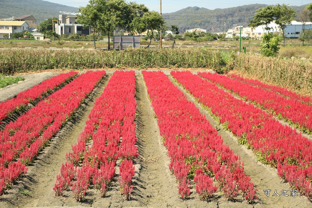 中社觀光花市