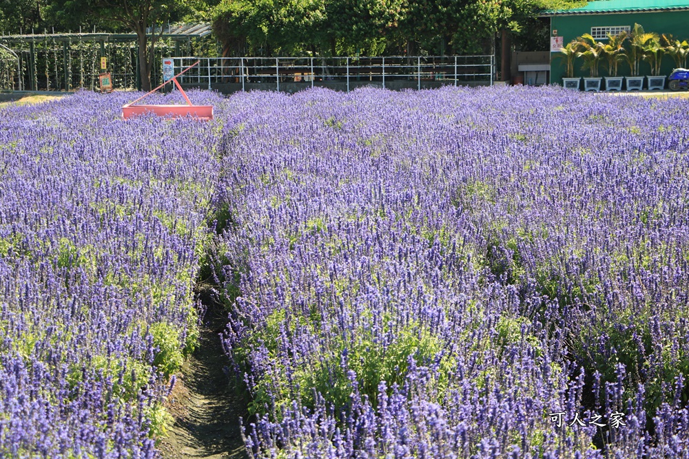 中社觀光花市