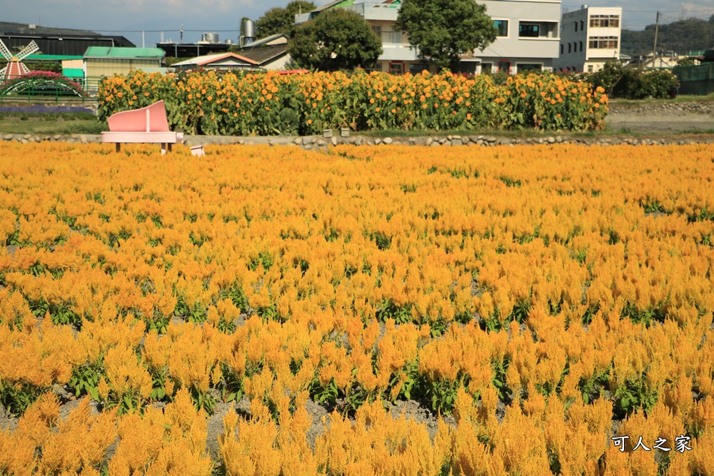 中社觀光花市