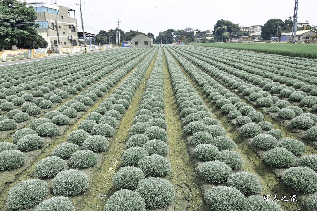 虎尾波波草秘境