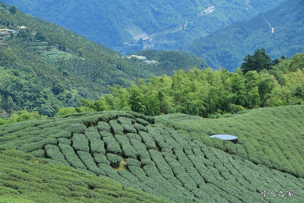 碧湖山觀光茶園