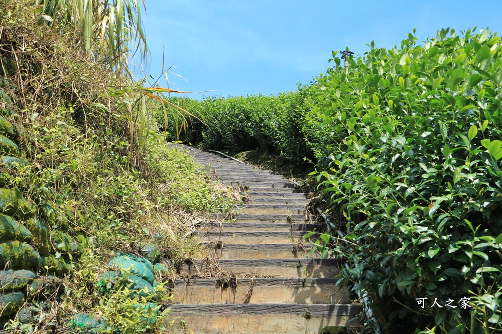 碧湖山觀光茶園