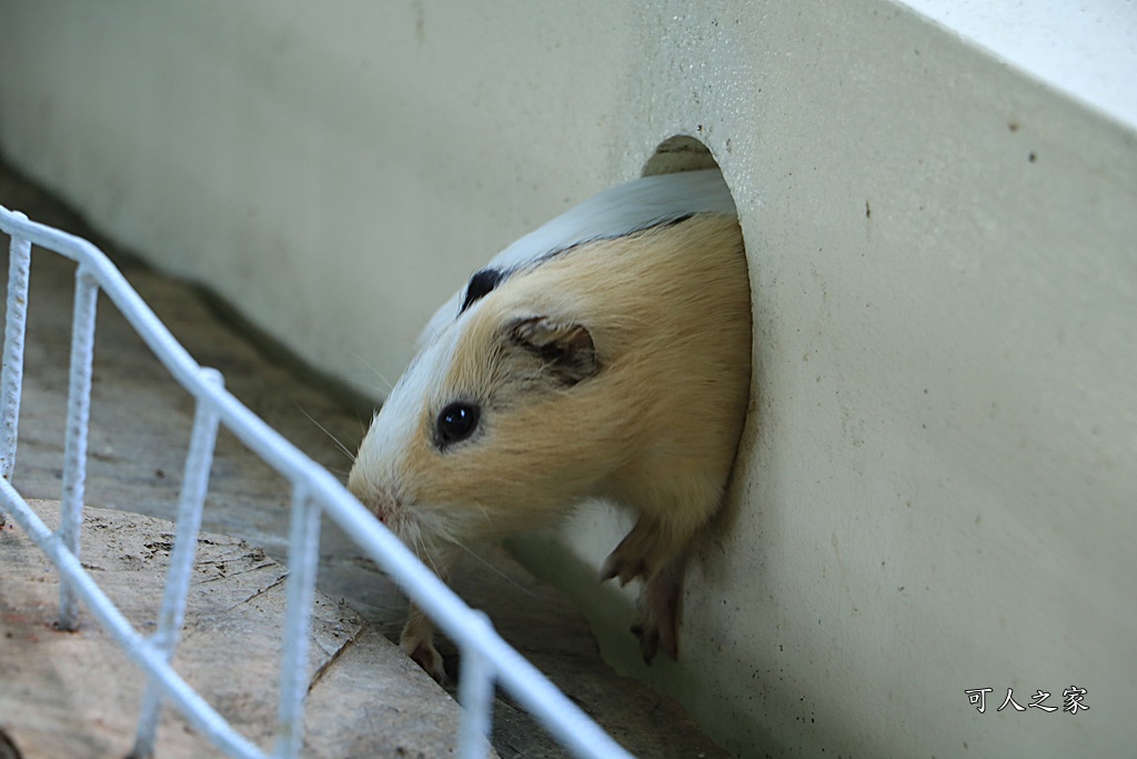 鳥族8號太空站、亞馬遜生休閒農場