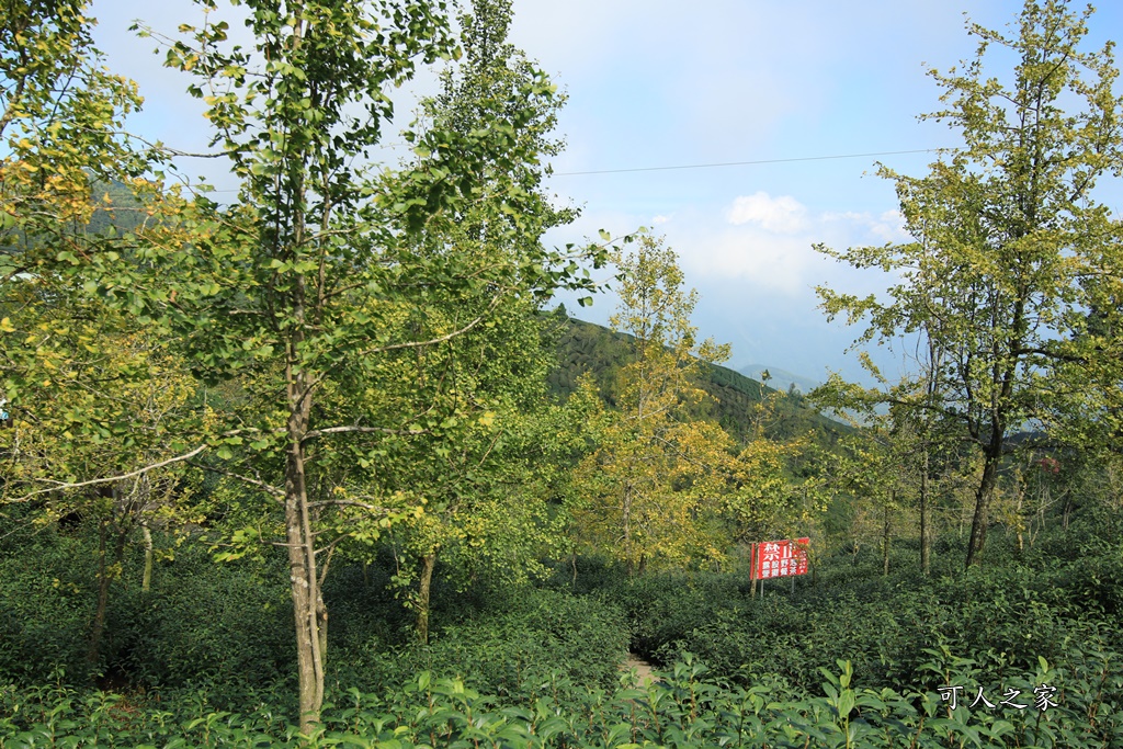 武岫農圃、大崙山觀景台、銀杏森林