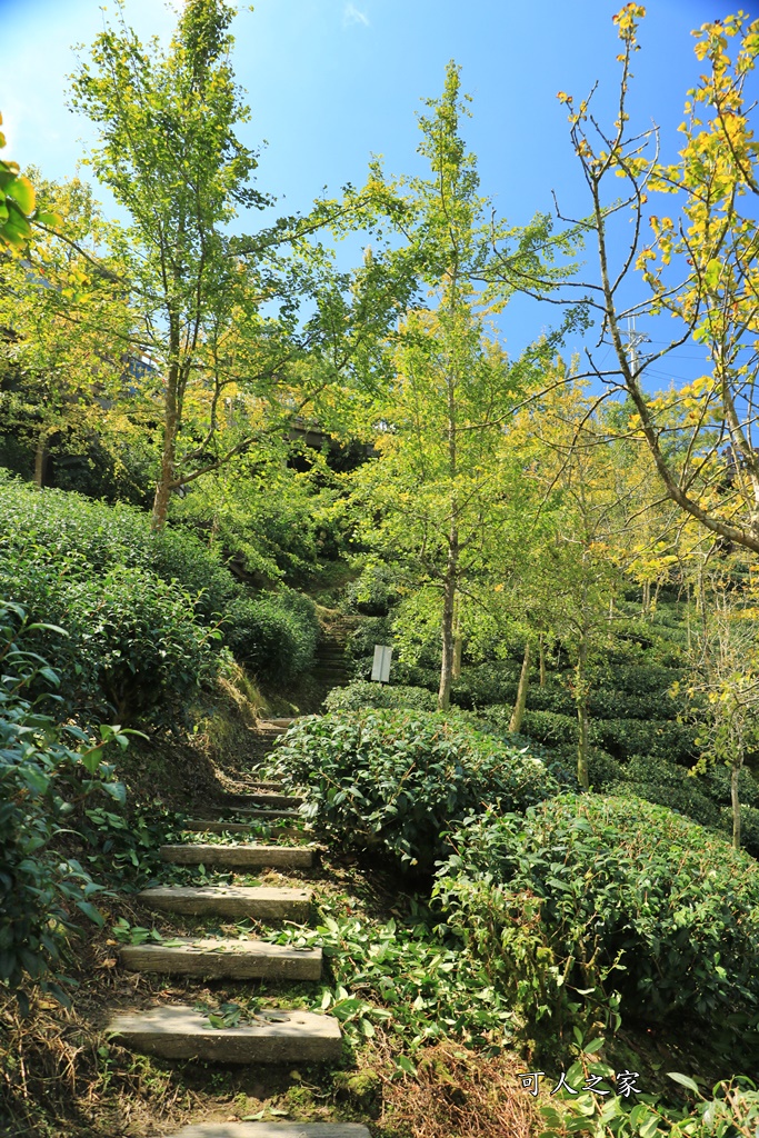 武岫農圃、大崙山觀景台、銀杏森林