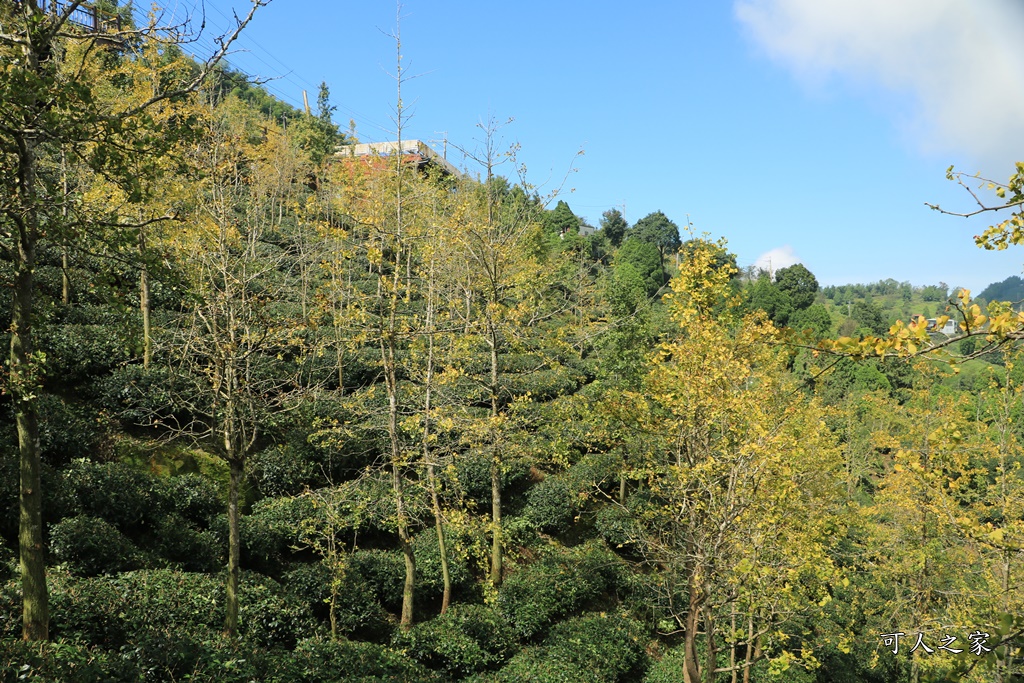 武岫農圃、大崙山觀景台、銀杏森林