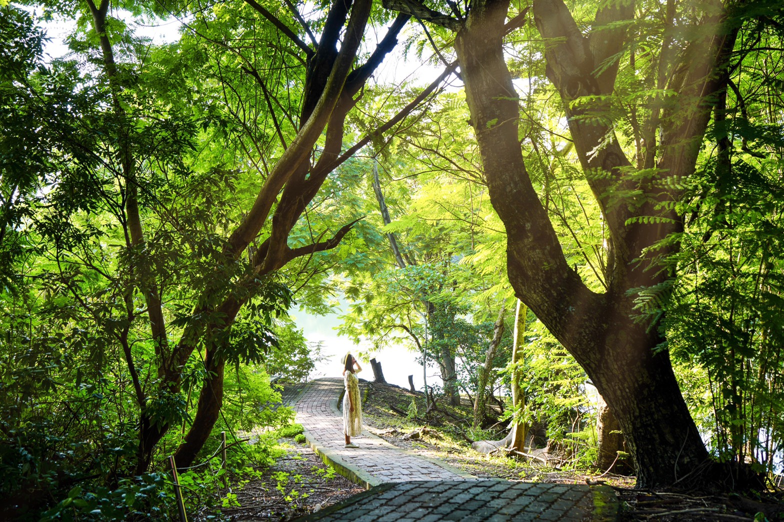 澄清湖九曲橋