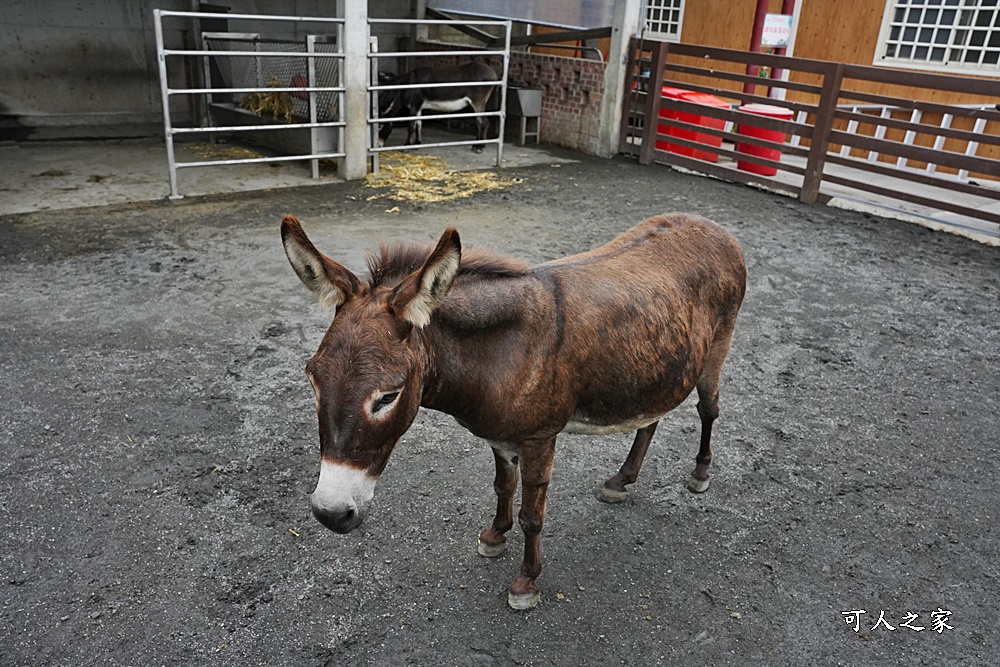 三隻小豬觀光農場動物區