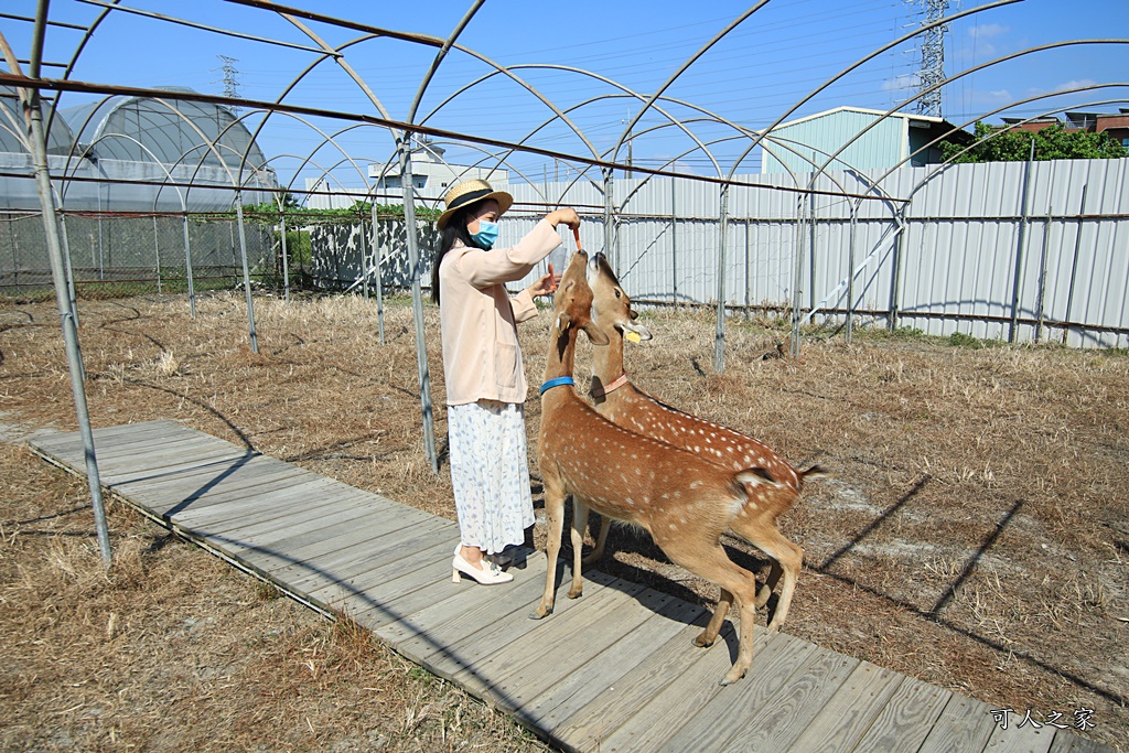 石川乳酪、鹿生態觀光農場