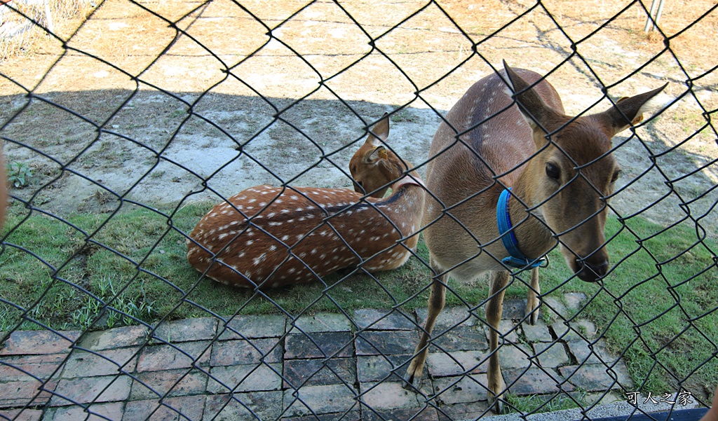 石川乳酪、鹿生態觀光農場