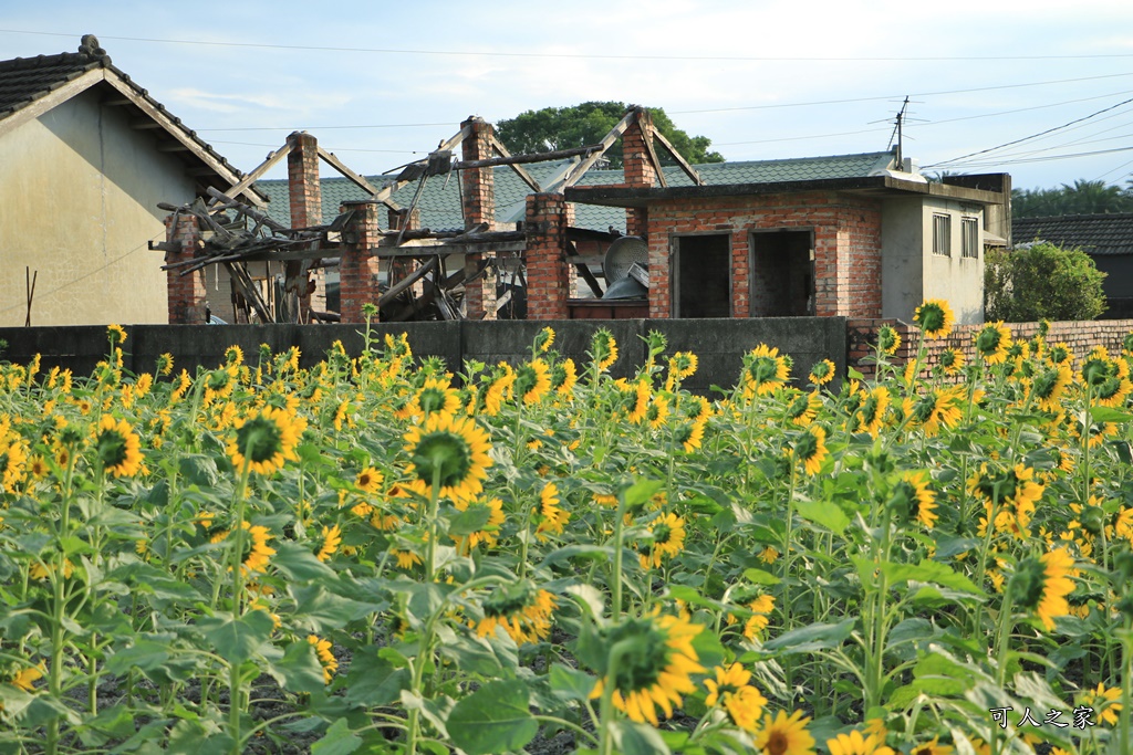 田尾花海秋收花宴嘉年華