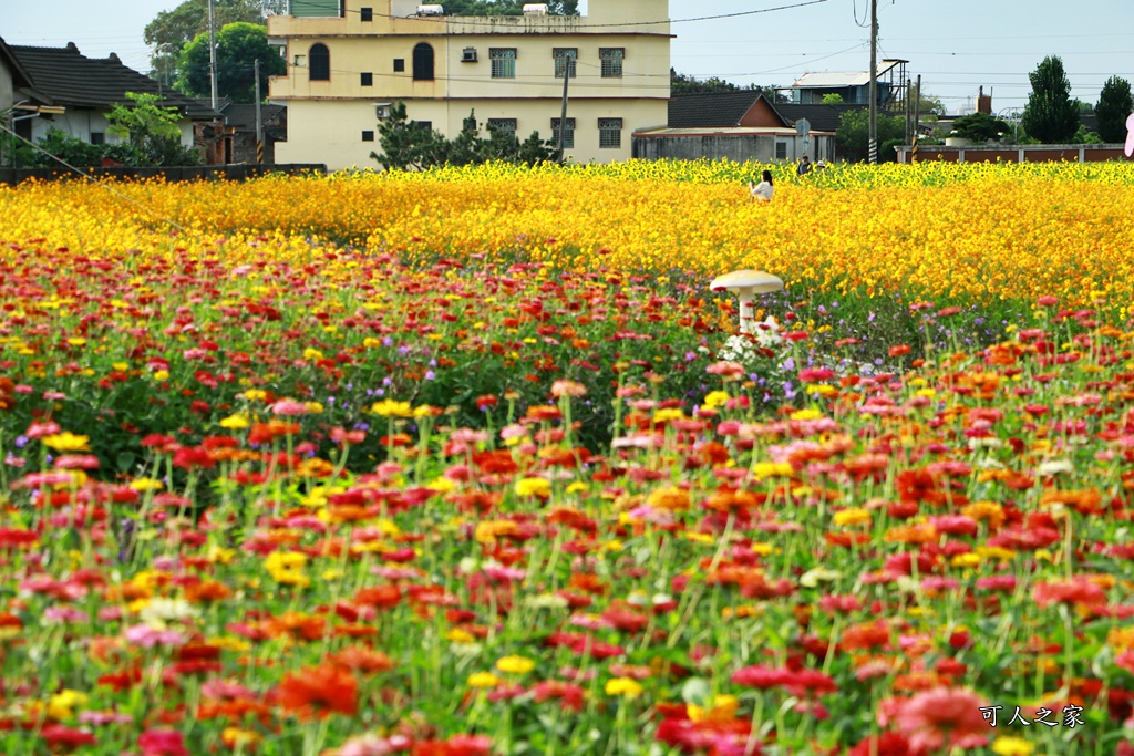 田尾花海秋收花宴嘉年華