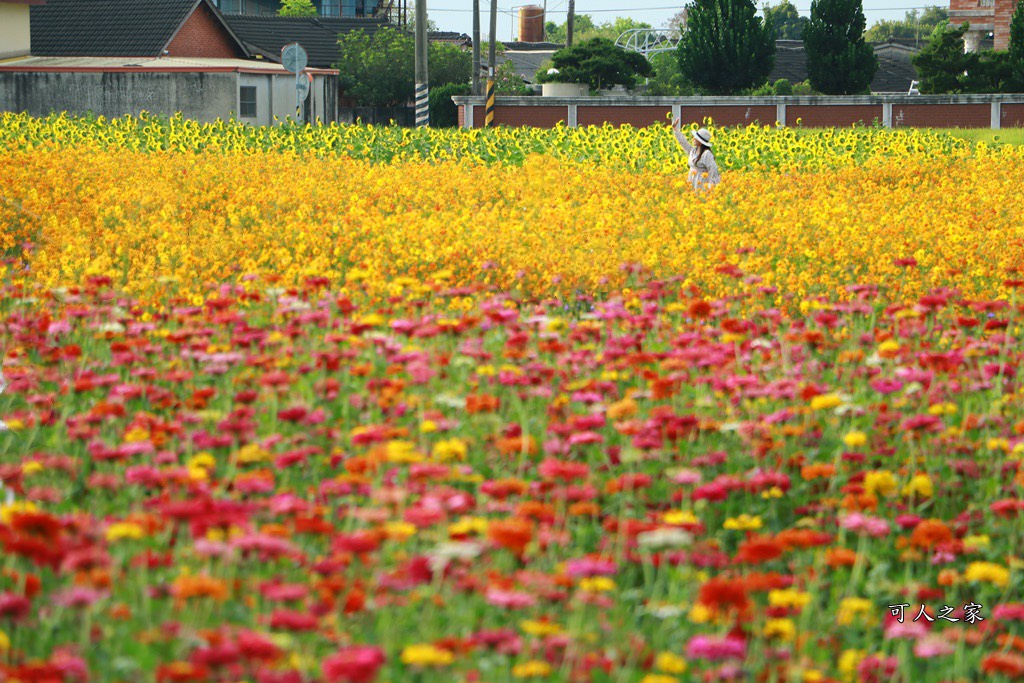 田尾花海秋收花宴嘉年華