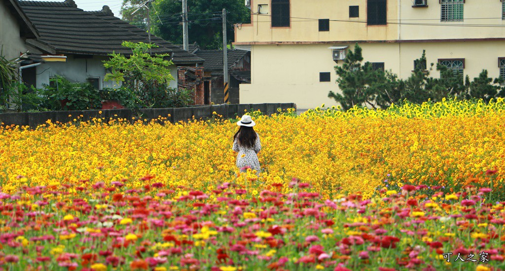 田尾花海秋收花宴嘉年華