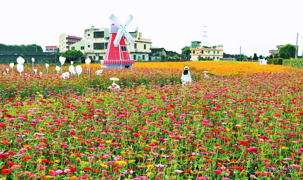 田尾花海秋收花宴嘉年華