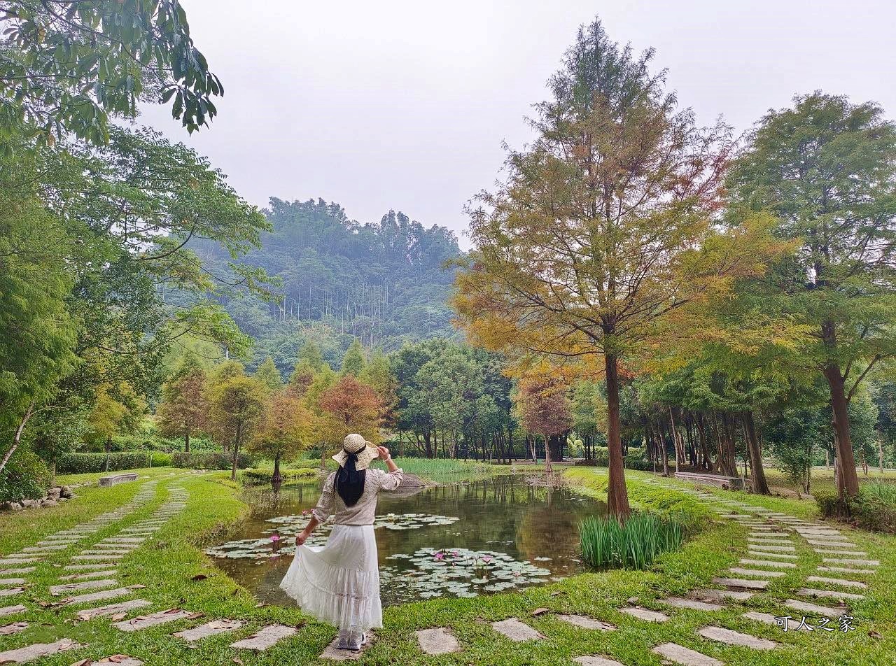 太平苗圃落羽松