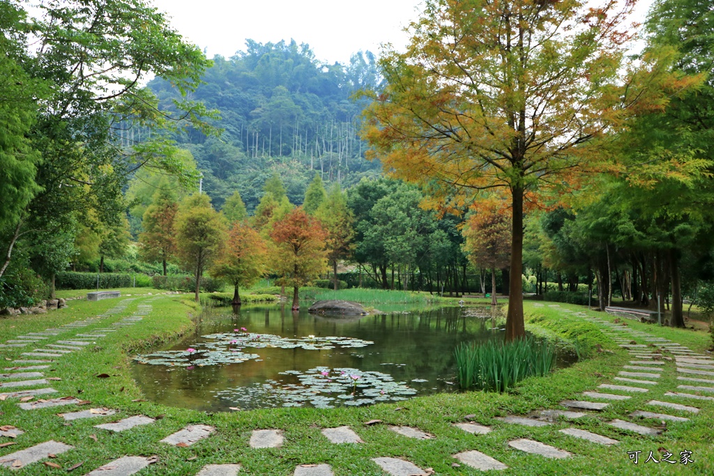 太平苗圃落羽松