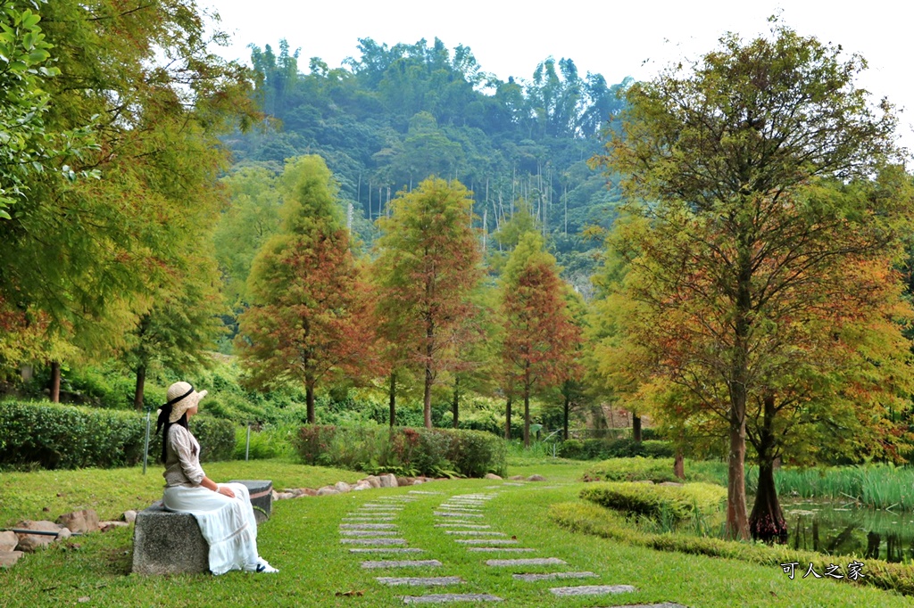 太平苗圃落羽松